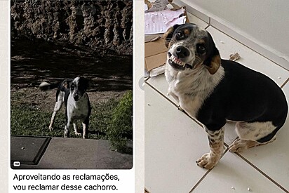 Cachorrinha que sorri para tudo é alvo de queixa em grupo de condomínio.