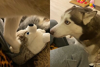 Tudo estava bem até que tutor calçou pantufas de Husky perto de seu cão e ele confunde as coisas.