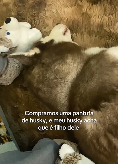 O husky deitado ao lado das pantufas para protegê-las.