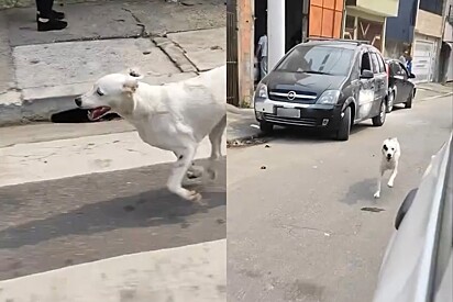 Parecendo ser mais um abandono, cachorrinha corre atrás de carro, mas a história era bem diferente e tutora explica o motivo