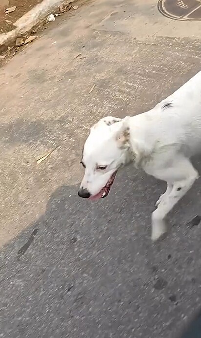 A cachorrinha Letícia estava rolando na carniça.