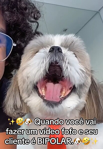 Théo é um shih-tzu cheio de personalidade.