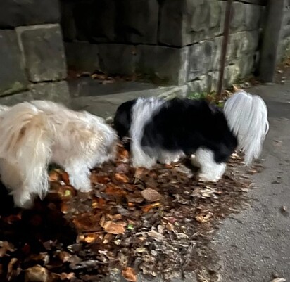 Os cães seguiram o pai de Melissa até em casa.