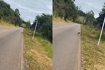 Mulher vê algo se mexendo em meio a vegetação, resolve investigar e o olhar mais lindo surge pedindo ajuda.