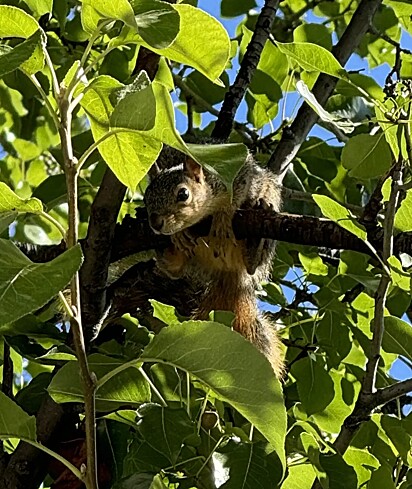 Tim, o esquilo, costuma visitar a varanda em busca de lanches e água.