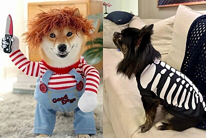 Top 5 fantasias baratas de Halloween para cachorros