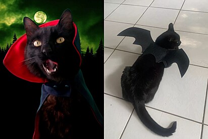 Top 5 fantasias baratas de Halloween para gatos.