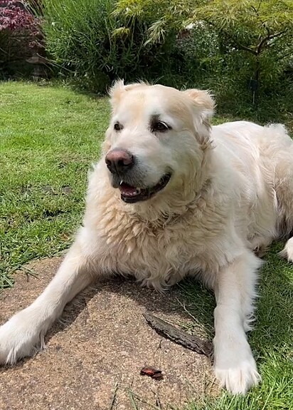 Snow é um golden retriever de 8 anos.