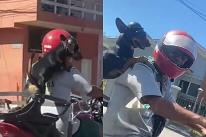 Motorista registra a alegria de doguinho entregador de gás, vídeo viraliza e todos querem pedir gás com ele.