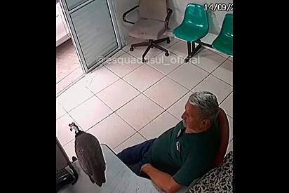 Funcionário pede para levar galinha de estimação no trabalho e áudio do pedido viraliza