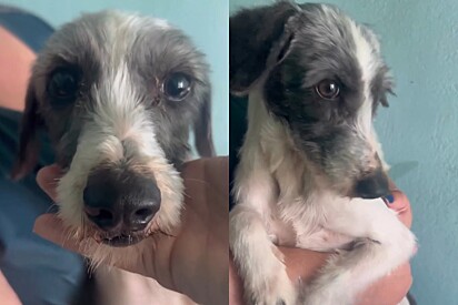 Cachorrinha que não parava de tremer é adotada e ganha tão sonhado final feliz.