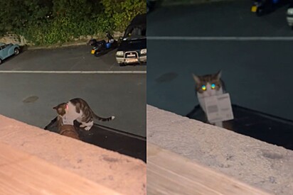 Gato que foge de casa para roubar coisas aleatórias na vizinhança traz algo inacreditável