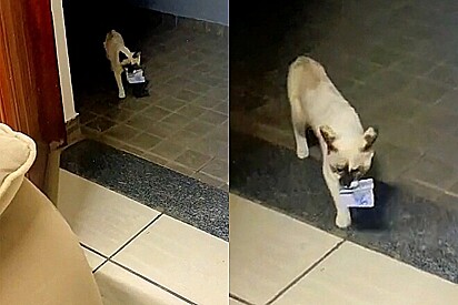 Gatinha sai para passear na rua e volta para casa com um presente inusitado: R$ 4,00. 