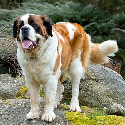 Cachorro da raça São Bernardo.