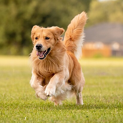 Cachorro da raça Golden Retriever.