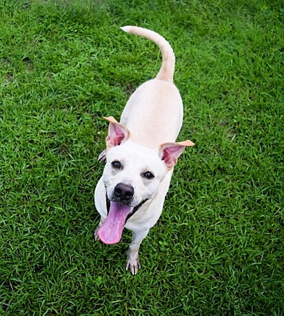 Lancer é um vira-latinha que foi acolhido pelo abrigo de animais City of Mobile Animal Services.