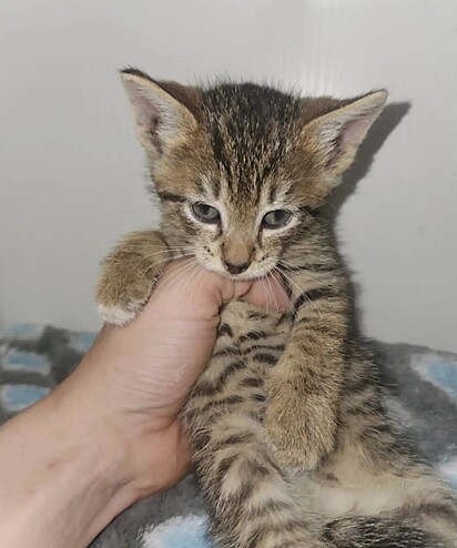 O felino está sob os cuidados de uma ONG.