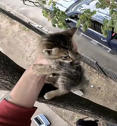 O gatinho corajosamente pulou no colo do protetor.