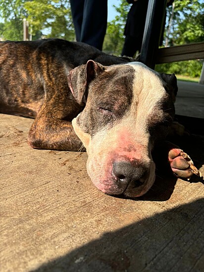 Max tentava dormir sob o calor do sol, deitado sobre o piso.