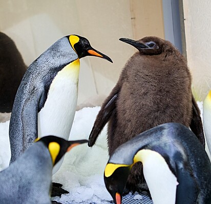 Ele tem 9 meses e é maior que alguns pinguins adultos. 