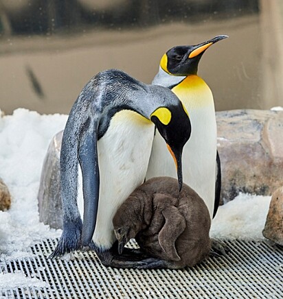 Pesto está sob os cuidados de Tango e Hudson, também pinguins.