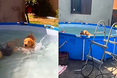 Golden retriever invade piscina do vizinho, mas festa é interrompida, após dono receber ligação