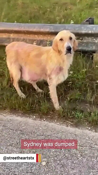 A cachorrinha foi encontrada em um estado deplorável.