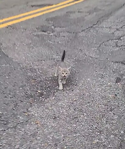 Jane encontrou uma filhote de gato perdido na estrada.