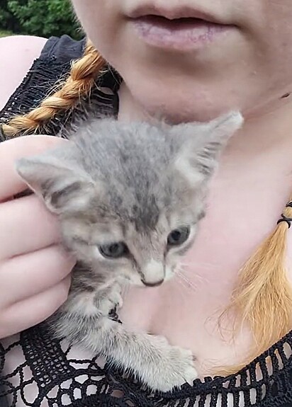 Jane resgatou e adotou a gatinha.