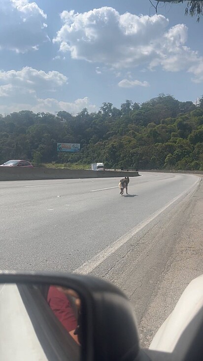 A cadela caminhava em uma estrada movimentada.