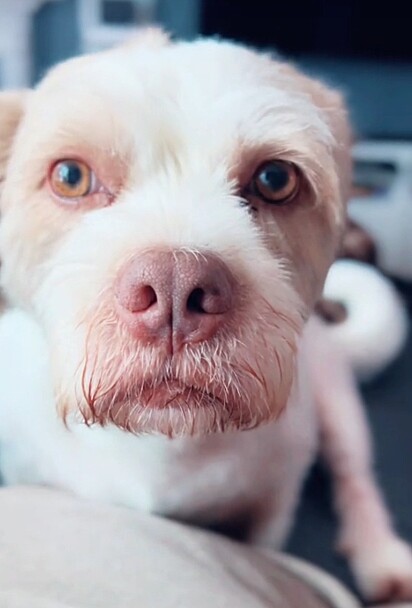 Petey é mistura de Shih-tzu com Pibull.