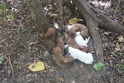 Trilheiros aproveitavam passeio tranquilo em floresta - até que tropeçaram em uma pilha de bolinhas fofas