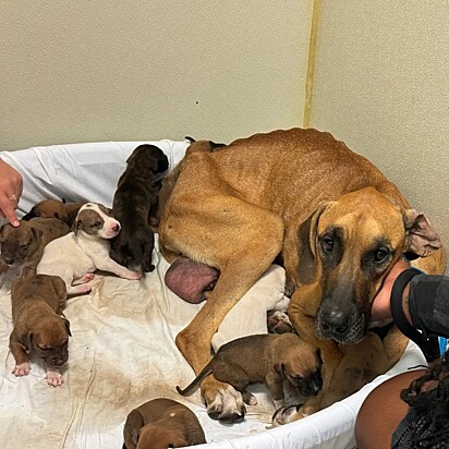 Eles estavam gordinhos e bem cuidados, enquanto a mamãe se esgotava para alimentá-los.