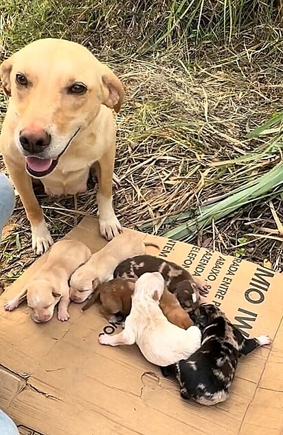 Jovem em pescaria percebe fumaça e corre para salvar cachorrinha e seus filhotes em momento de tensão