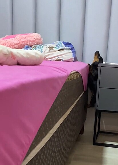 Andressa flagrou sua cachorrinha escalando a cama, o que explicou o motivo de sempre encontrar sua parede e cabeceira sujas. 