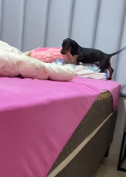 A pet se divertindo em cima da cama da Andressa.