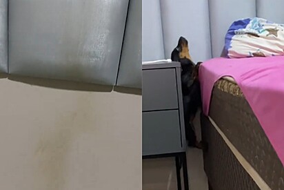 Mulher acha estranho sujeira ao lado de sua cama e então descobre o motivo.