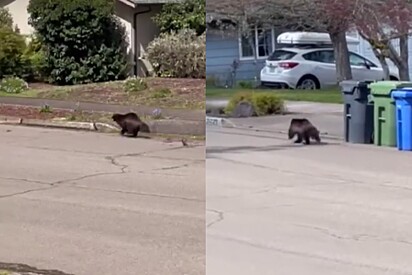 Homem corre de casa ao ver animal extremamente raro correndo na rua