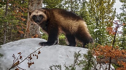 Um animal wolverine, também chamado de carcaju.