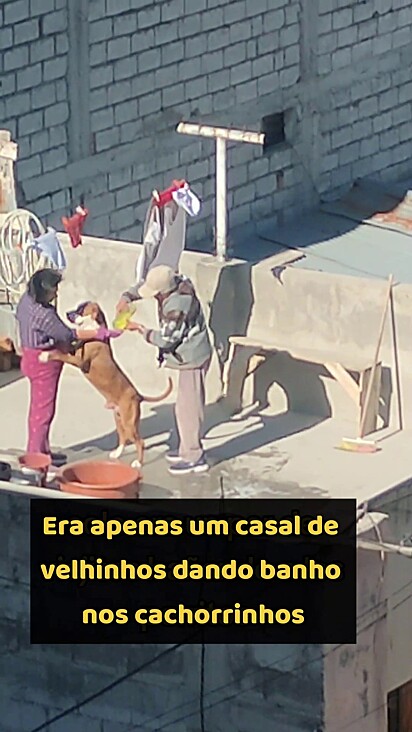 O cão estava tomando banho e chorando, pois não gostou da ideia.