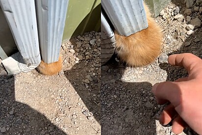 Agricultor se impressiona ao remover bola de pelos que obstruía calha e perceber que se mexia.