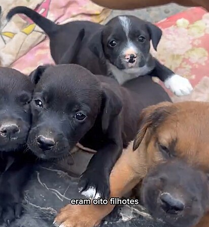 A família de Malaika acolheu oito filhotes de cachorro.