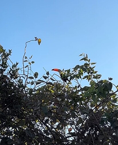 O tucano frequentemente vai à fazenda visitar seu salvador.