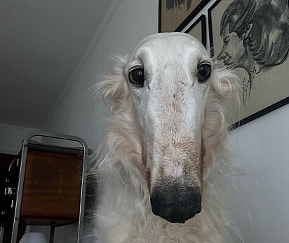 Lineu da Silva, um cão da raça Borzoi de 10 anos.