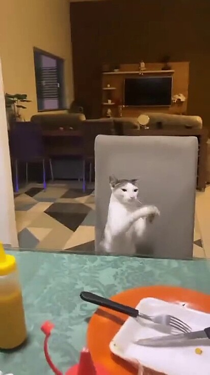 Apesar de não entender o felino, ele se comportou na mesa.