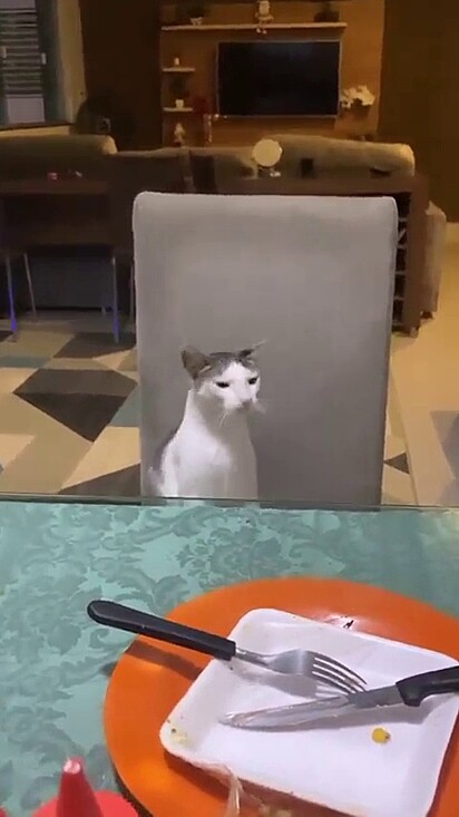 O felino se sentou a mesa como se fosse de casa.