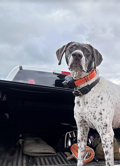 Gary ficou desesperado com o desaparecimento de sua pet, mas sentiu um enorme alívio ao finalmente reencontrá-la. 