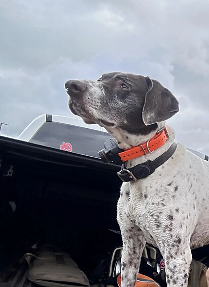 Gary não poupou esforços para encontrar a pet, e quando recebeu a ligação da Patrulha da Fronteira informando que ela havia sido resgatada, sentiu um alívio imenso.