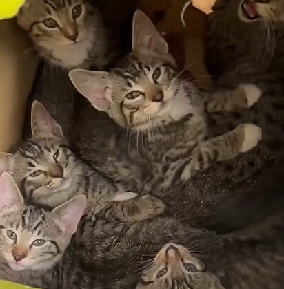  Uma família felina foi abandonada dentro de uma caixa em frente a uma garagem.