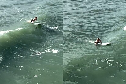 Surfista de bom coração age rápido após perceber vida que lutava para sobreviver em mar.